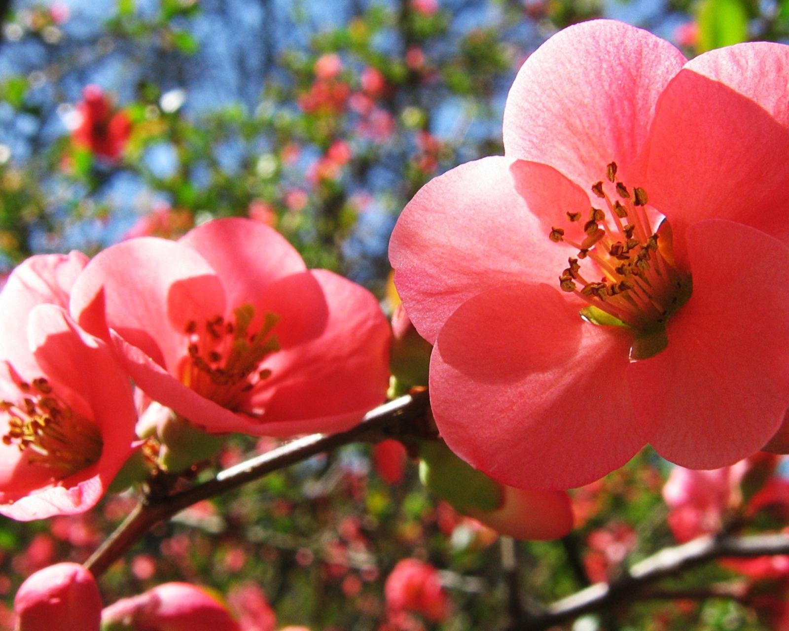 Cherry Flowers wallpaper 1600x1280