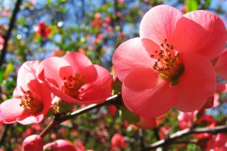 Cherry Flowers sfondi gratuiti per cellulari Android, iPhone, iPad e desktop