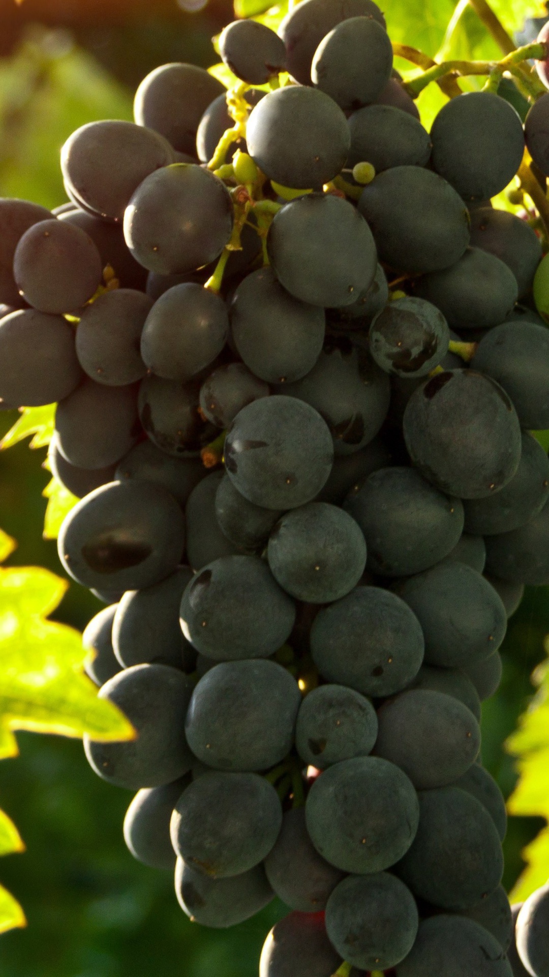 Bunch of Grapes wallpaper 1080x1920