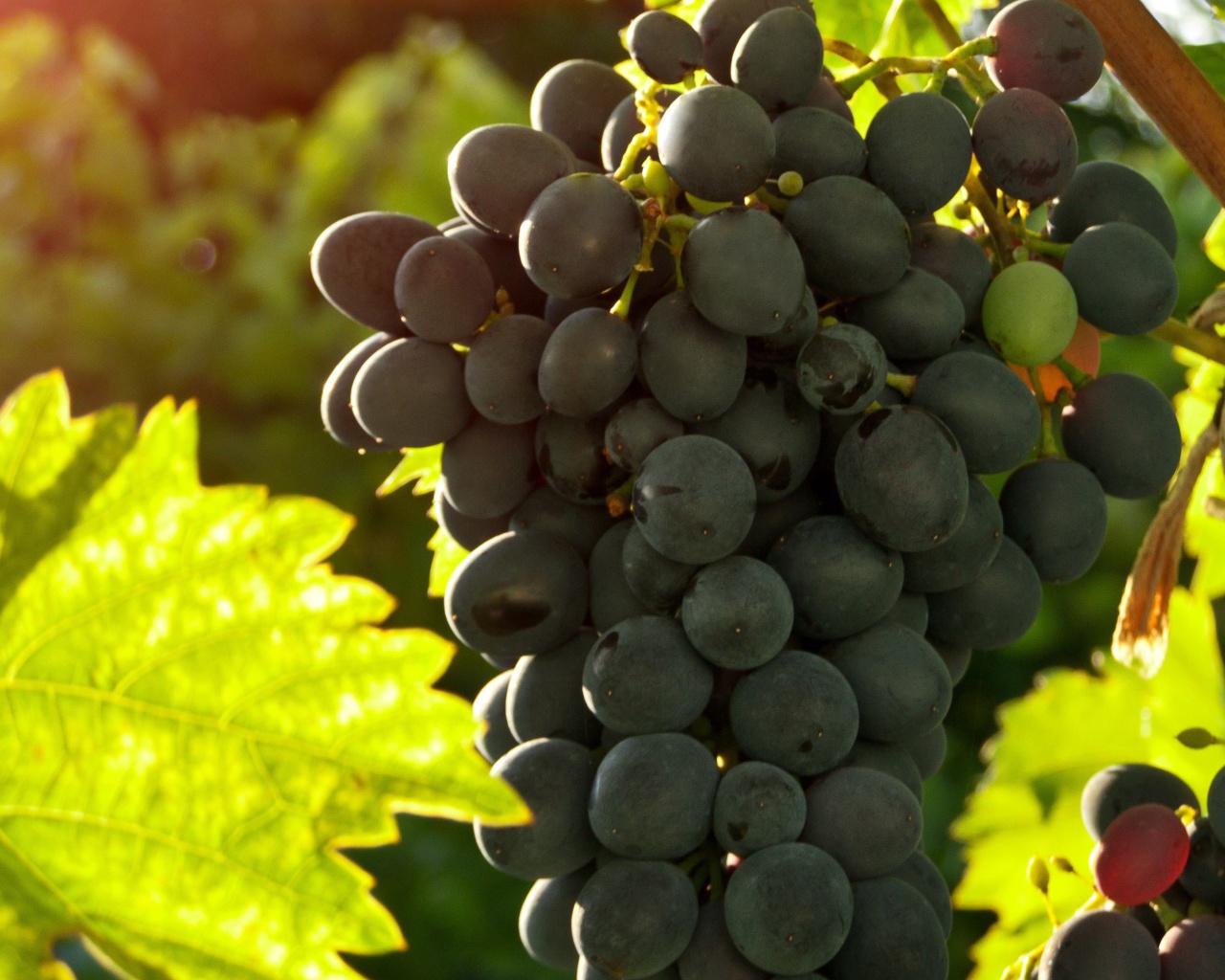 Bunch of Grapes wallpaper 1280x1024