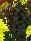 Sfondi Bunch of Grapes 132x176