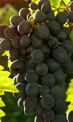 Sfondi Bunch of Grapes 240x400