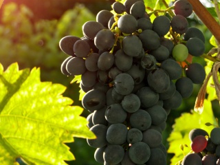 Das Bunch of Grapes Wallpaper 320x240