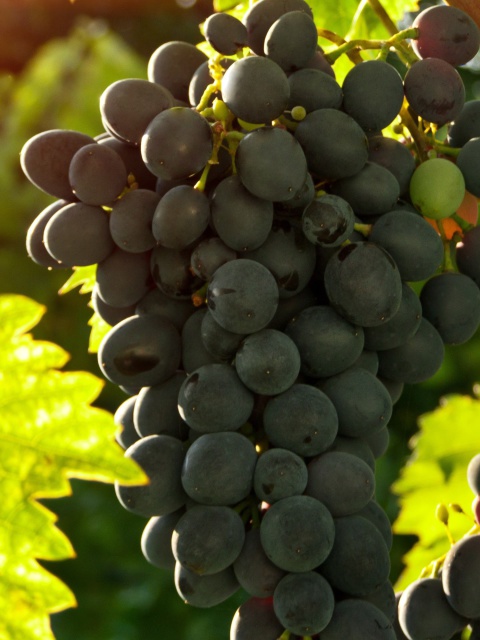 Das Bunch of Grapes Wallpaper 480x640