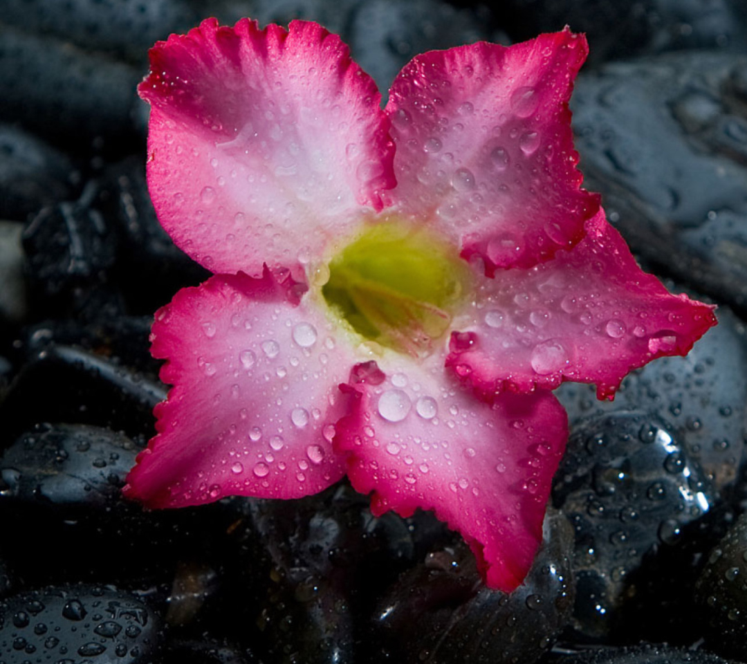 Sfondi Pink Flower On Grey Stones 1080x960