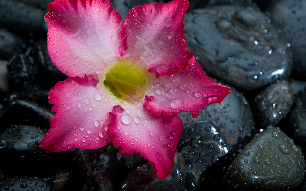 Sfondi Pink Flower On Grey Stones 1280x800