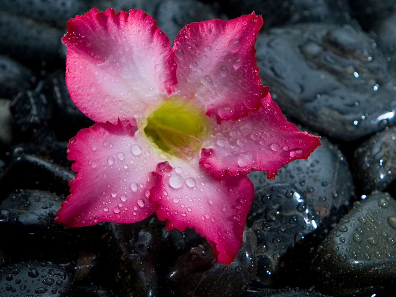 Pink Flower On Grey Stones wallpaper 1280x960