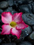 Das Pink Flower On Grey Stones Wallpaper 132x176