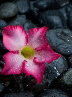 Fondo de pantalla Pink Flower On Grey Stones 240x320