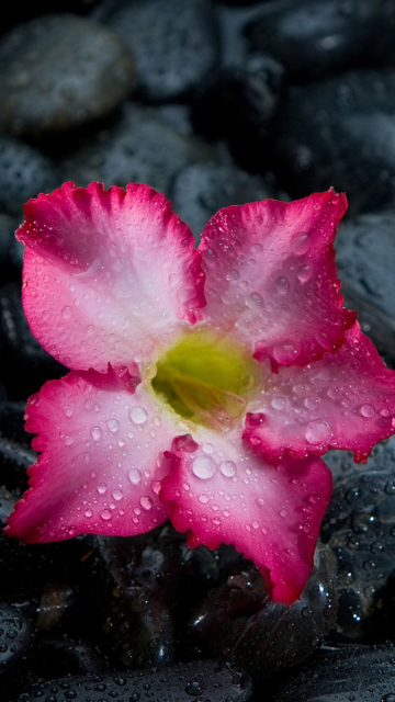 Sfondi Pink Flower On Grey Stones 360x640
