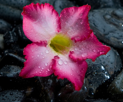 Sfondi Pink Flower On Grey Stones 480x400