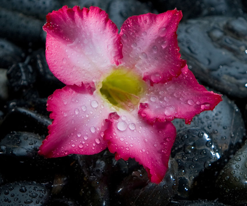 Fondo de pantalla Pink Flower On Grey Stones 960x800