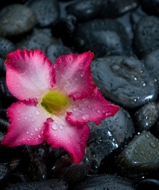 Kostenloses Pink Flower On Grey Stones Wallpaper für Nokia C5-06