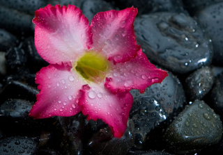 Pink Flower On Grey Stones Picture for Android, iPhone and iPad