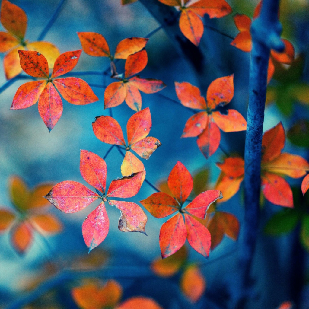 Sfondi Beautiful Autumn Leaves 1024x1024