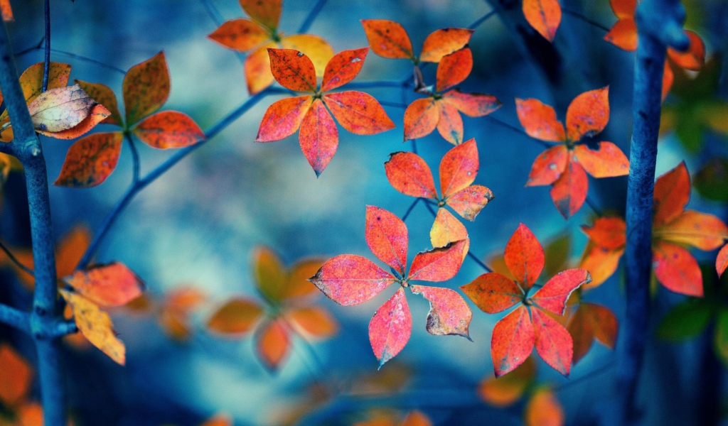 Fondo de pantalla Beautiful Autumn Leaves 1024x600