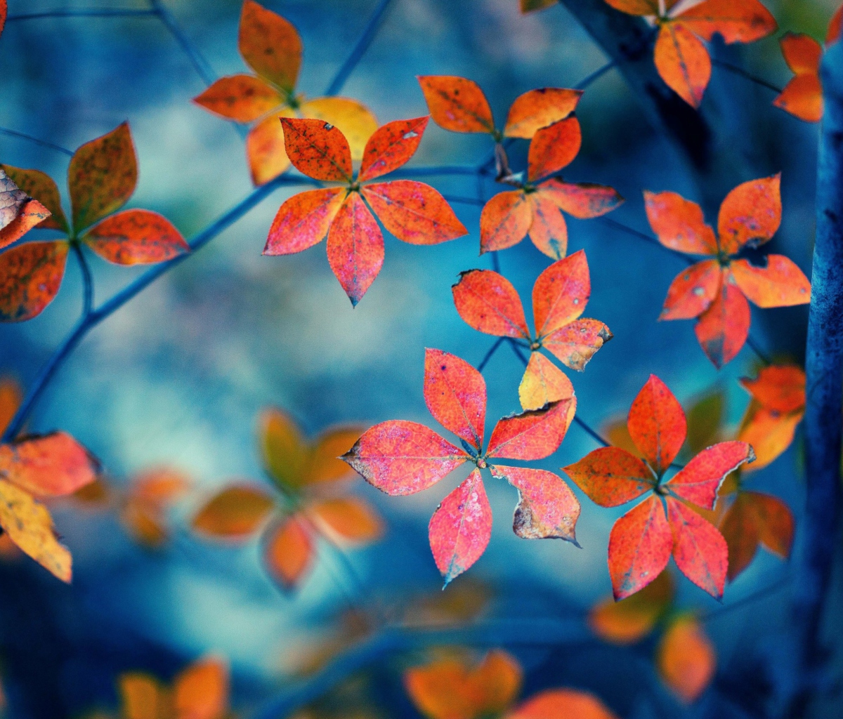 Обои Beautiful Autumn Leaves 1200x1024
