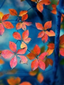 Sfondi Beautiful Autumn Leaves 132x176