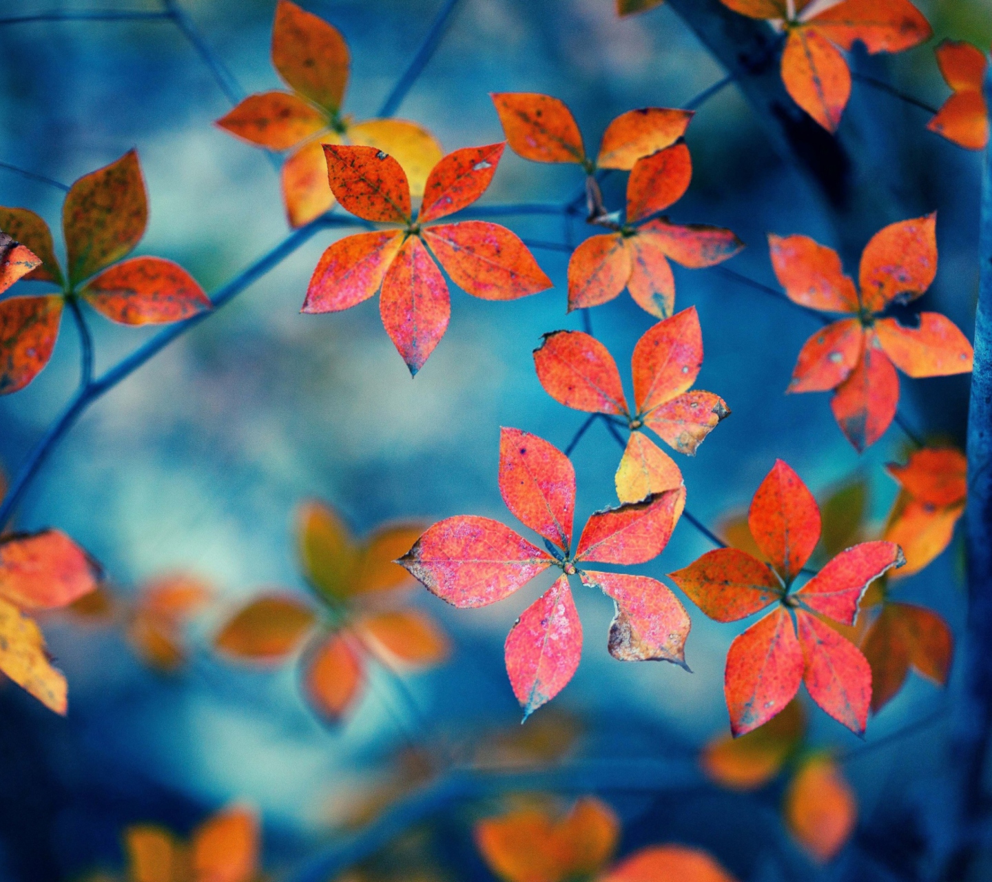 Sfondi Beautiful Autumn Leaves 1440x1280