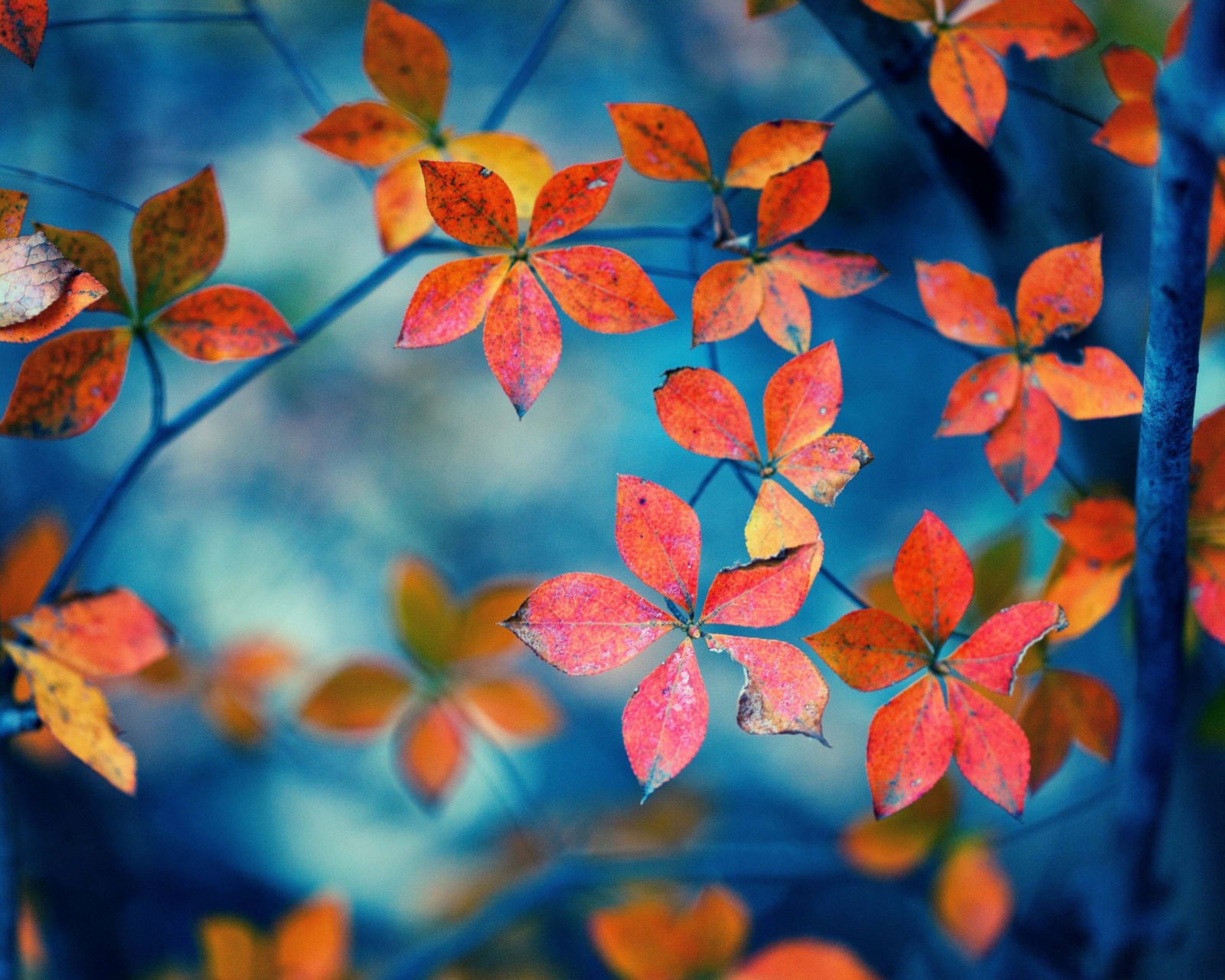 Beautiful Autumn Leaves screenshot #1 1600x1280