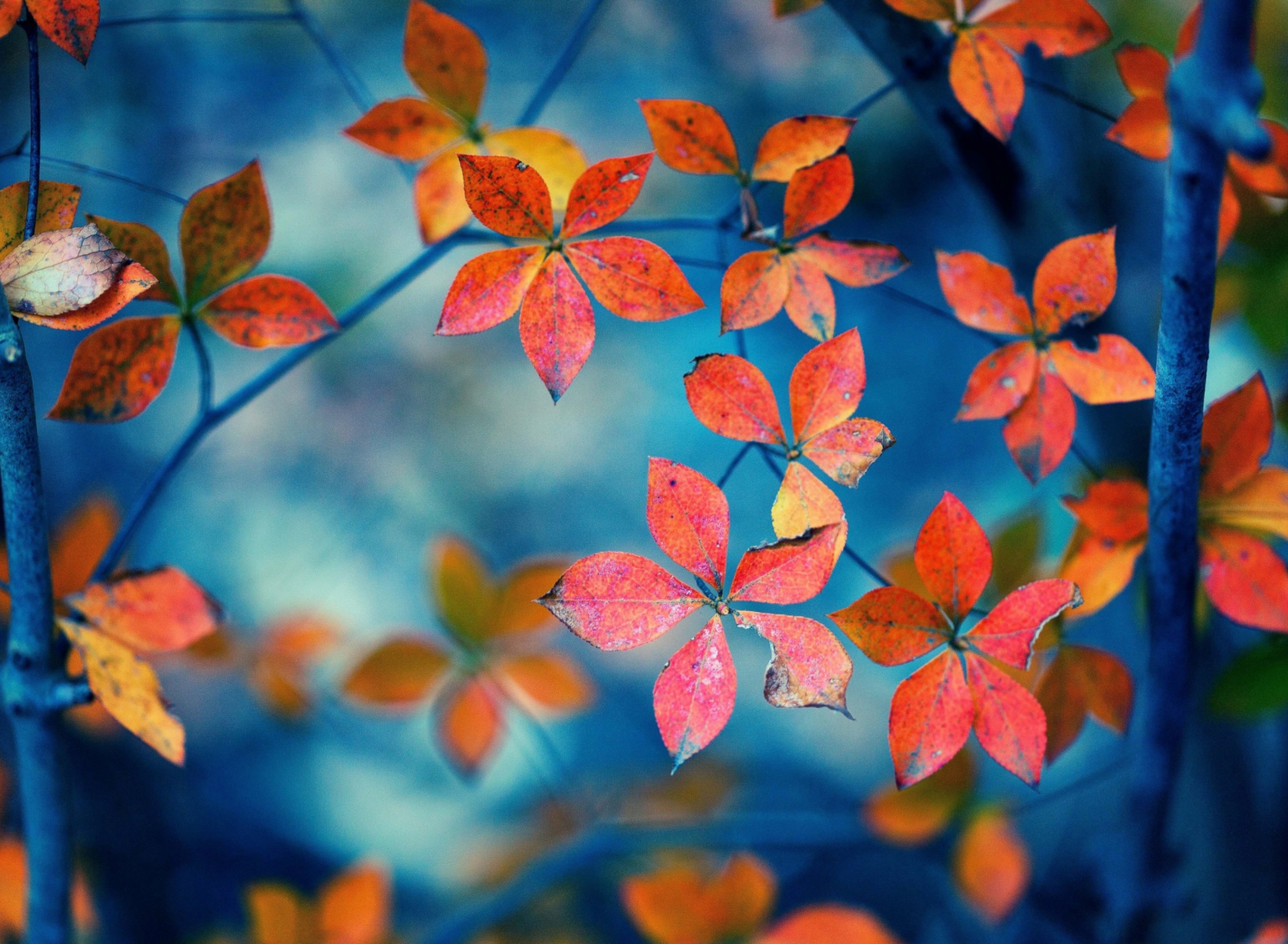 Das Beautiful Autumn Leaves Wallpaper 1920x1408