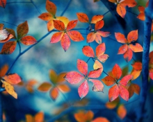 Beautiful Autumn Leaves wallpaper 220x176