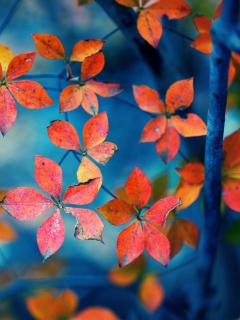 Das Beautiful Autumn Leaves Wallpaper 240x320