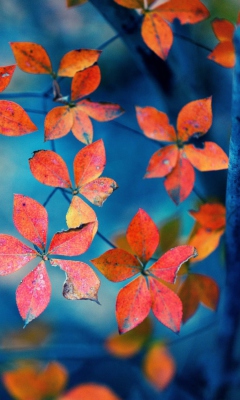 Beautiful Autumn Leaves wallpaper 240x400