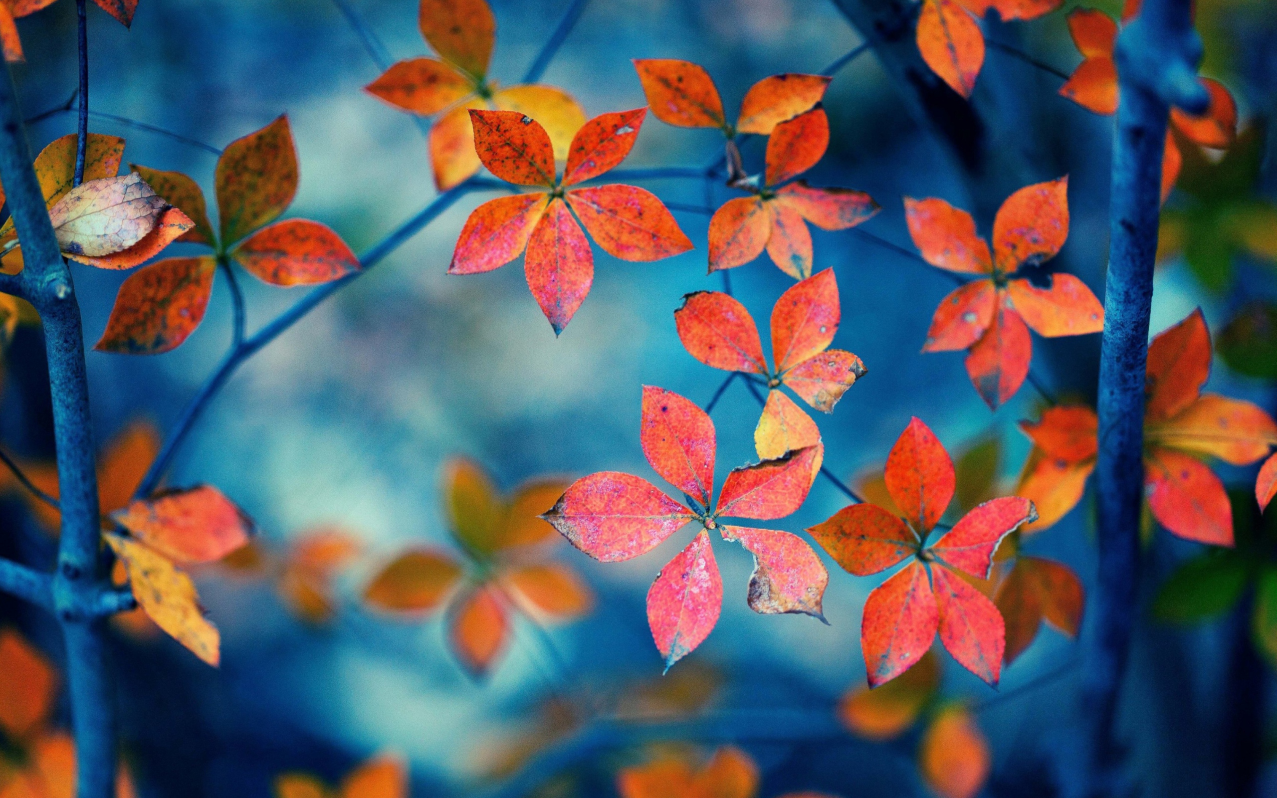 Das Beautiful Autumn Leaves Wallpaper 2560x1600