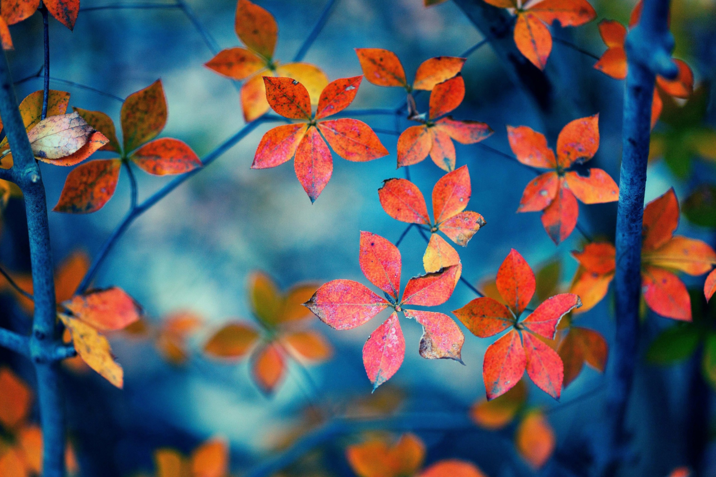 Screenshot №1 pro téma Beautiful Autumn Leaves 2880x1920