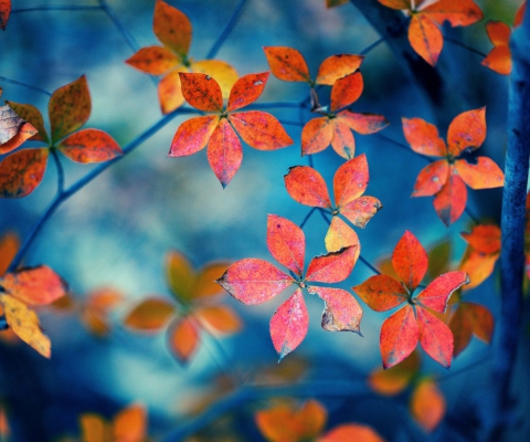 Das Beautiful Autumn Leaves Wallpaper 480x400