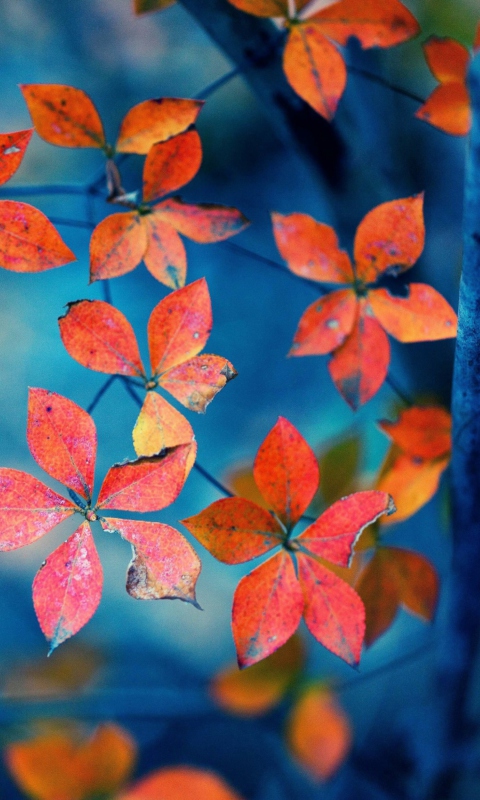 Das Beautiful Autumn Leaves Wallpaper 480x800