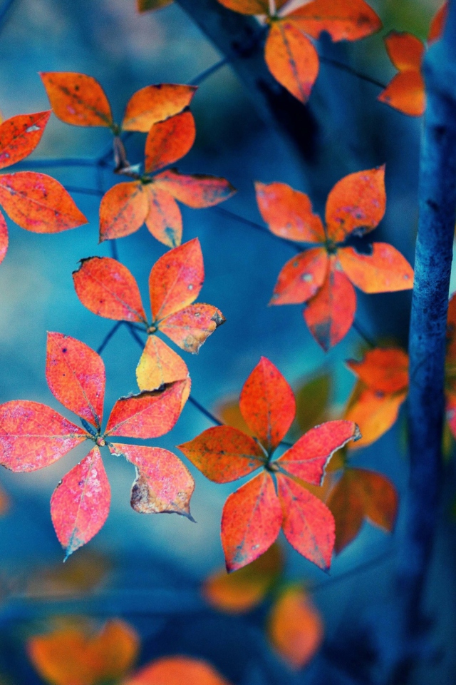 Das Beautiful Autumn Leaves Wallpaper 640x960
