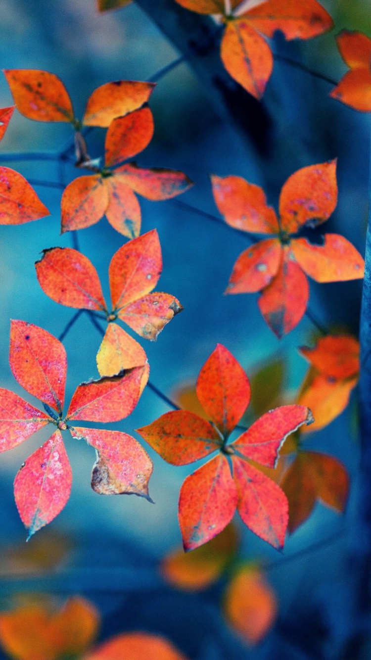 Das Beautiful Autumn Leaves Wallpaper 750x1334