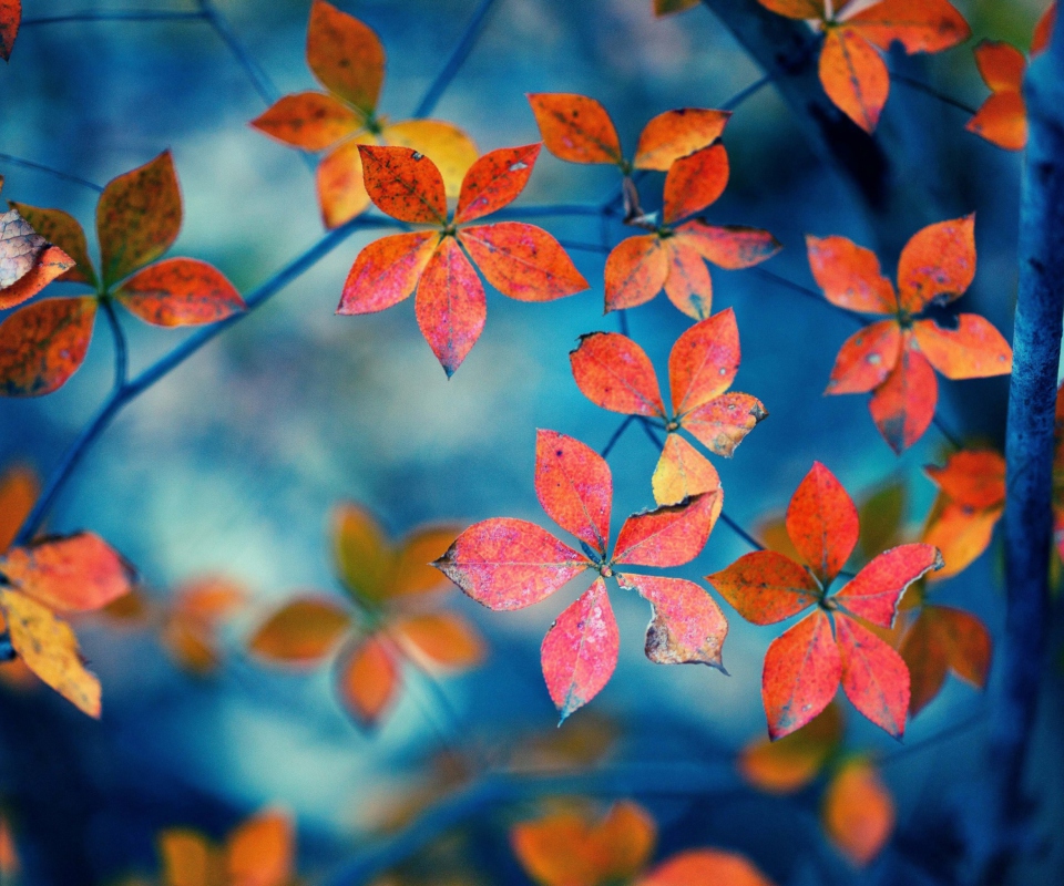 Das Beautiful Autumn Leaves Wallpaper 960x800