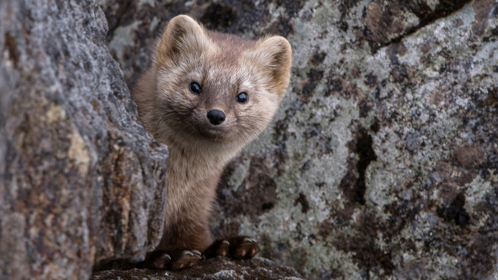 Fondo de pantalla Sable in the Far East 1600x900