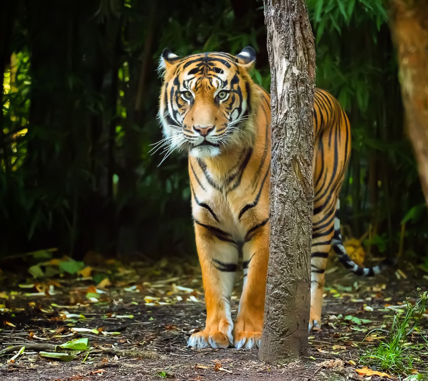 Fondo de pantalla Bengal Tiger 1440x1280
