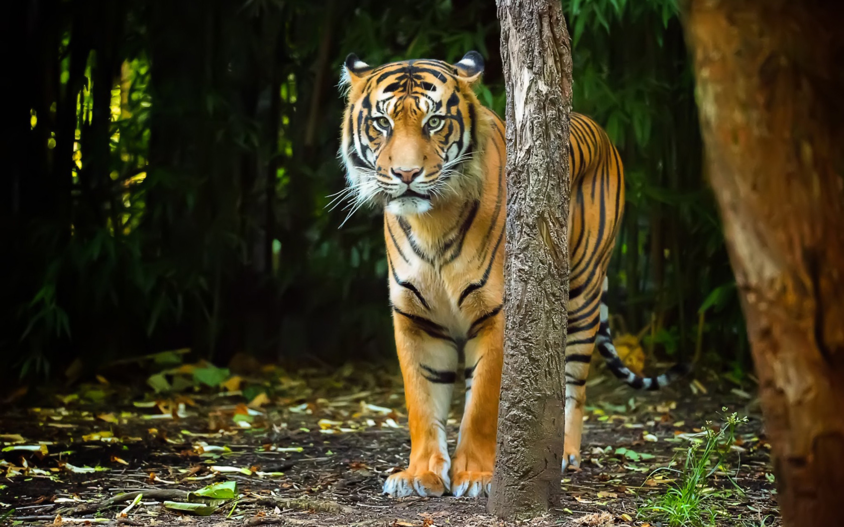 Screenshot №1 pro téma Bengal Tiger 1680x1050