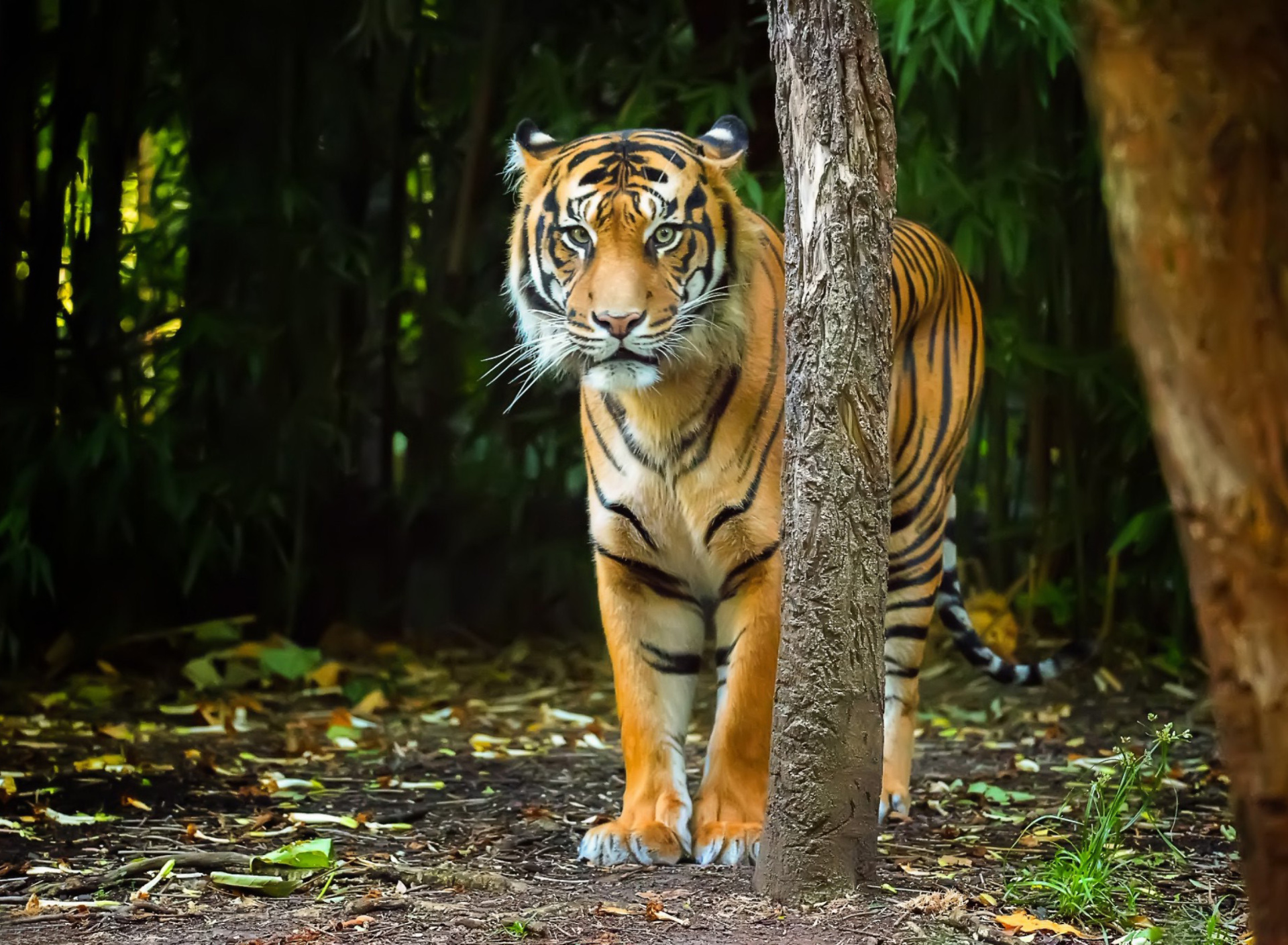 Fondo de pantalla Bengal Tiger 1920x1408