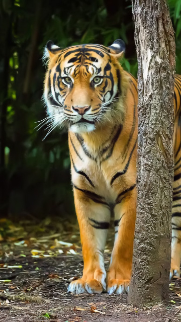 Fondo de pantalla Bengal Tiger 360x640