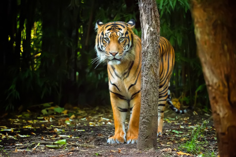 Das Bengal Tiger Wallpaper 480x320
