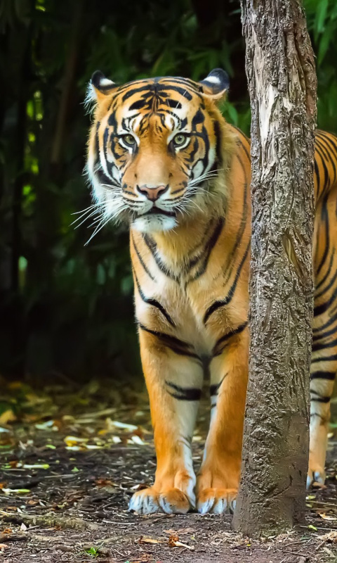 Fondo de pantalla Bengal Tiger 480x800