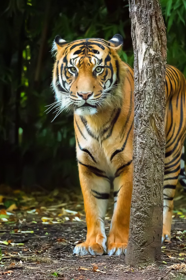 Обои Bengal Tiger 640x960