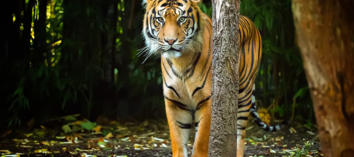 Bengal Tiger wallpaper 720x320