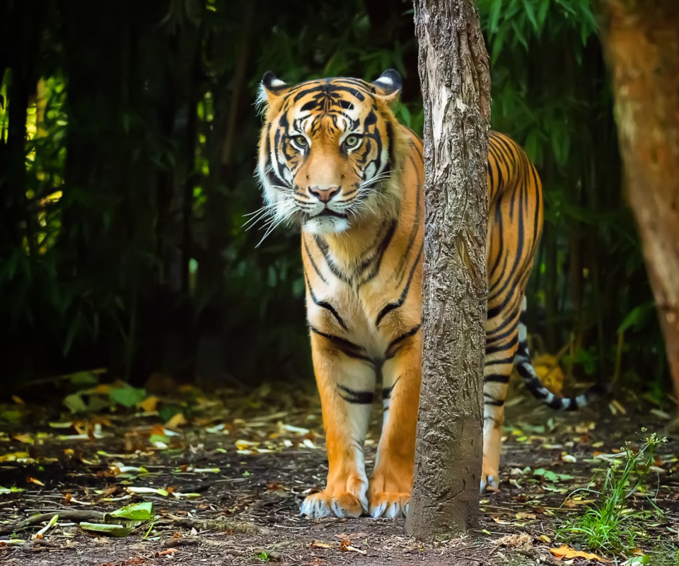 Fondo de pantalla Bengal Tiger 960x800