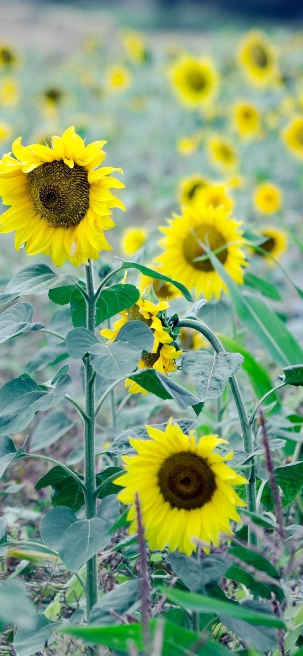 Sfondi Sunflowers In Field 1170x2532