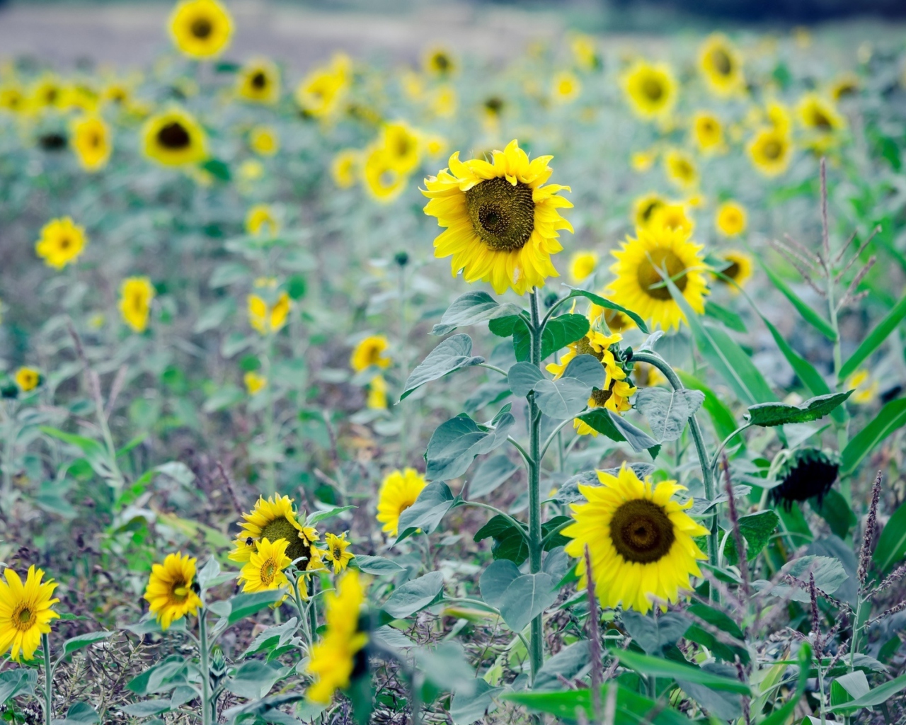 Das Sunflowers In Field Wallpaper 1280x1024