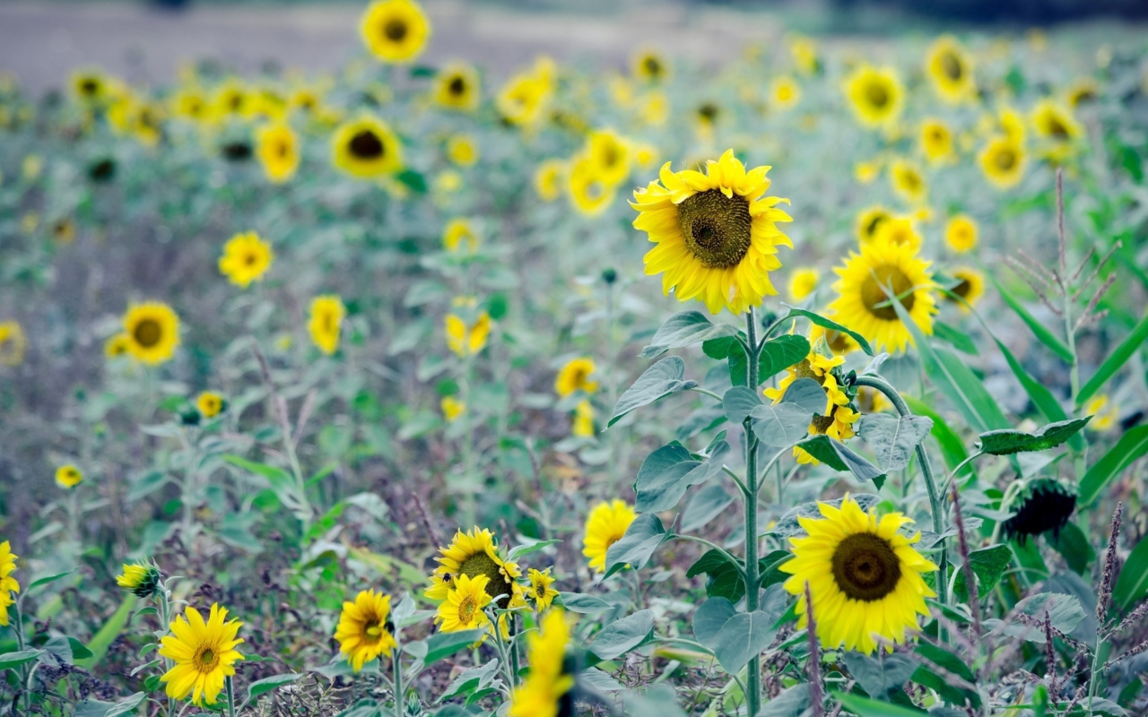 Sfondi Sunflowers In Field 1280x800