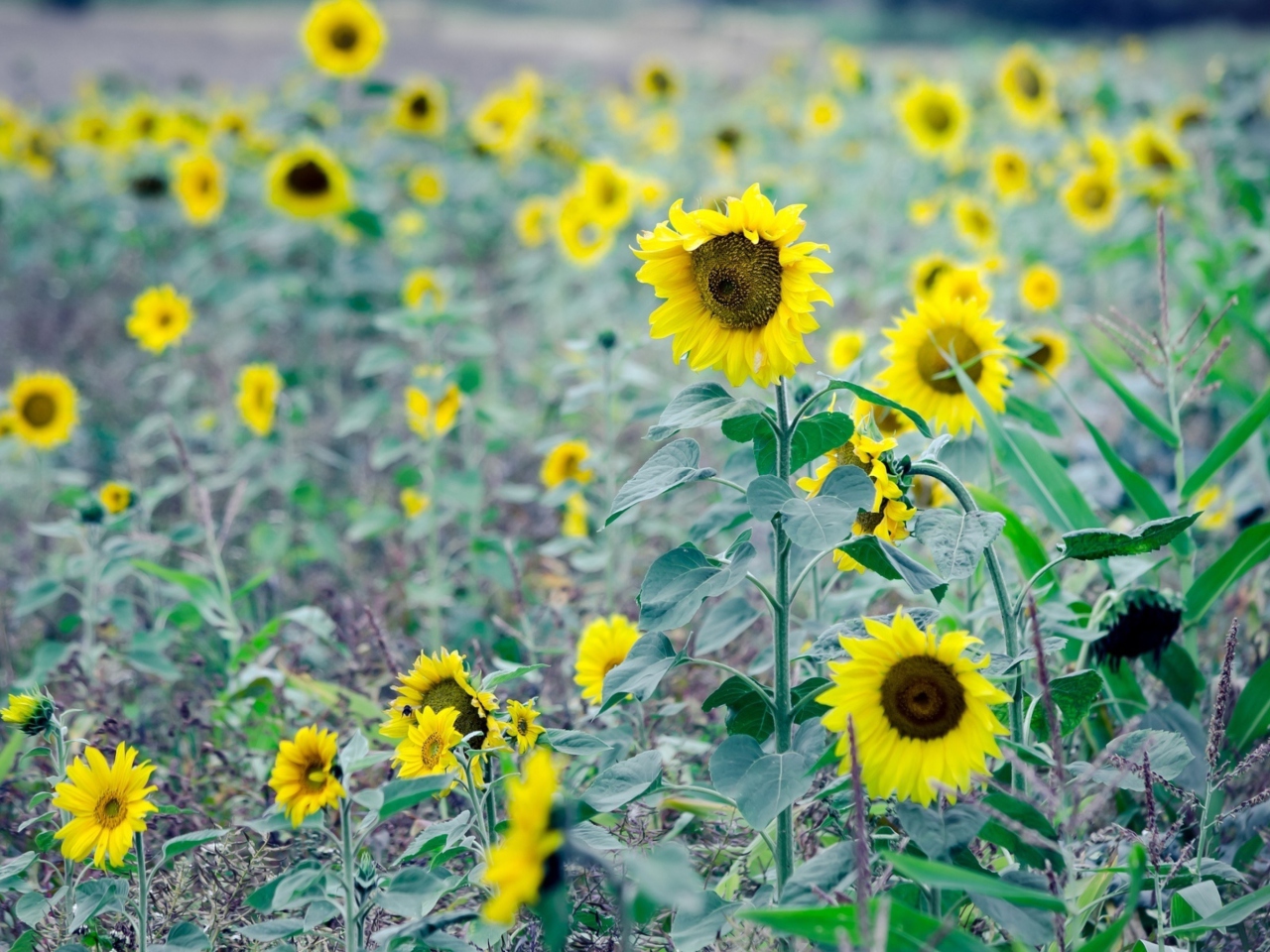 Fondo de pantalla Sunflowers In Field 1280x960