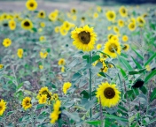 Screenshot №1 pro téma Sunflowers In Field 176x144